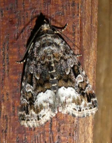 Réf. 258 715 : Deltote pygarga